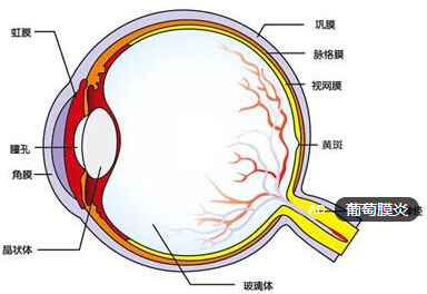 葡萄膜炎