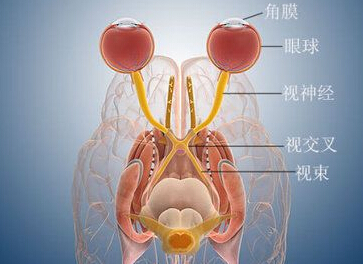 神经电生理检查