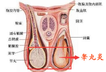 睾丸��?2.jpg