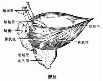 膀胱炎