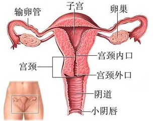 外阴白色病变