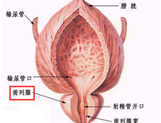 前列腺溢液