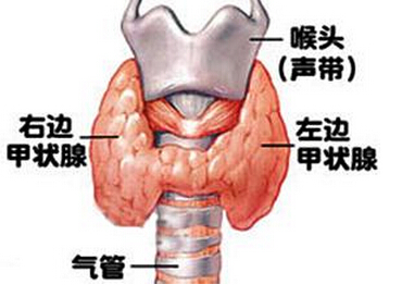 甲状腺