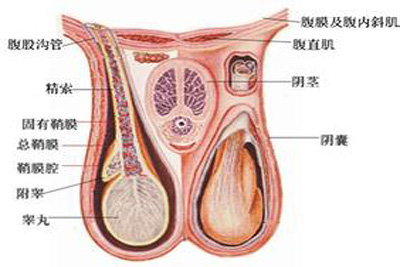 附睾囊肿