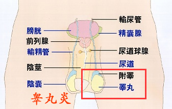 睾丸炎