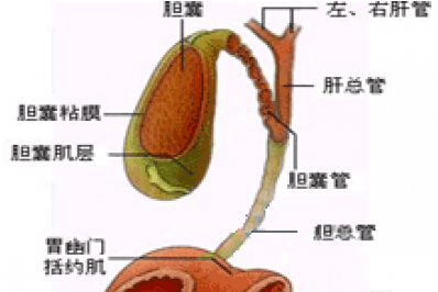 淋巴结-胆道综合征