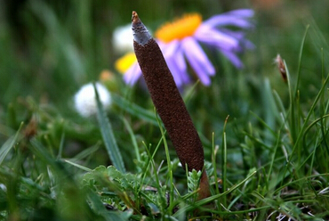 冬虫夏草