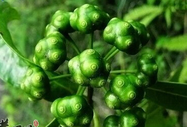 巴戟天