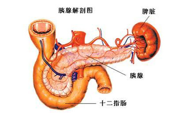 胰腺解剖图