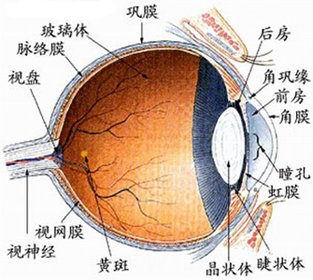 视网膜黄斑病变