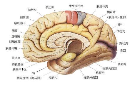 癫痫小发作