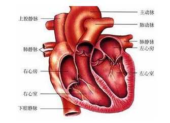 心脏器官