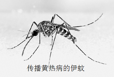 伊蚊.png