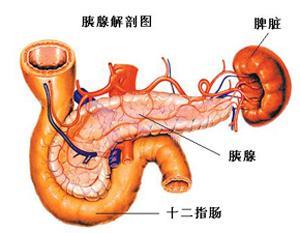 胰腺解剖图.jpg