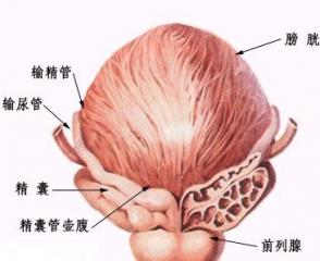 急性膀胱炎怎么治疗