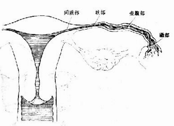 输卵管炎天然疗法