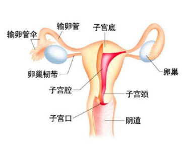 单侧输卵管堵塞症状