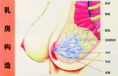 引起乳腺增生的原因