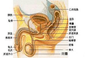 腺性膀胱炎症状