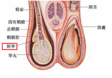 中医治疗附睾囊肿