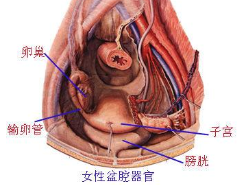 盆腔粘连能做试管婴儿吗？