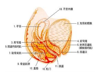 预防盆腔粘连