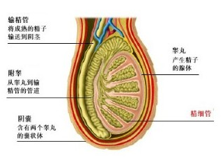 附睾囊肿吃什么药
