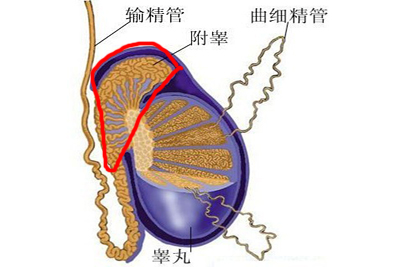 附睾囊肿能自愈吗
