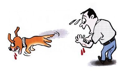 狂犬病该怎么预防