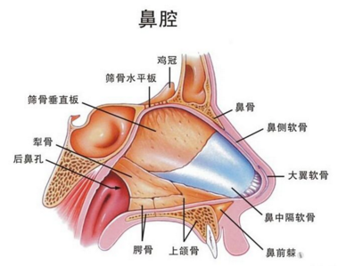 鼻腔结构图