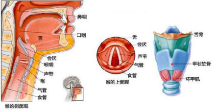 影响喉癌存活的因素有哪些