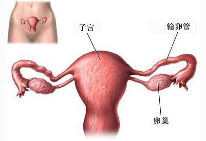 怎么保养卵巢