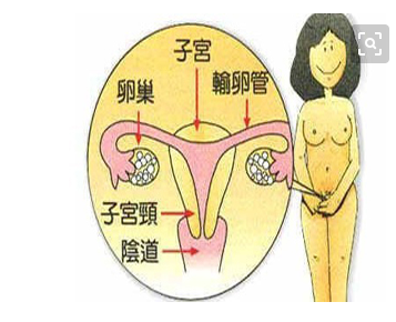 女性如何保养自己的子宫