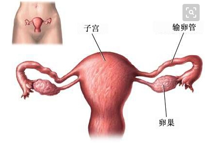 子宫切除后可以同房吗？