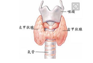 服用抗甲状腺药物的注意事项