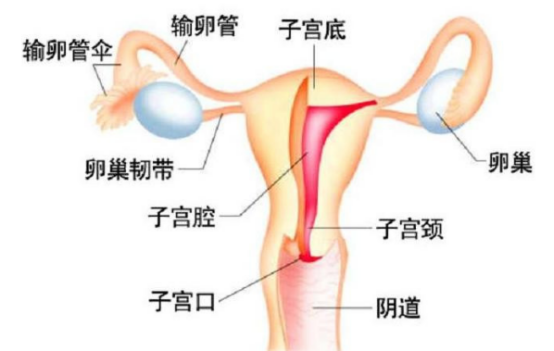 输卵管检查