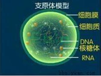 支原体感染