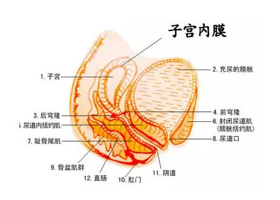 子宫内膜增厚,子宫内膜保养