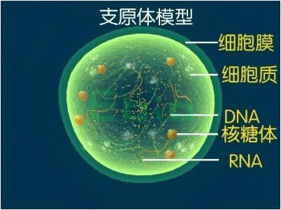 支原体感染能自愈吗