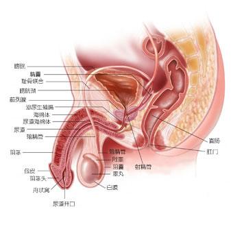 前列腺炎吃什么药