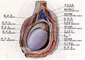 前列腺炎引起睾丸疼痛