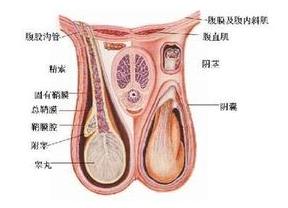 前列腺炎引起睾丸疼痛