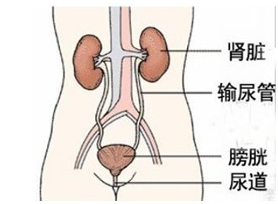 泌尿系统肿瘤