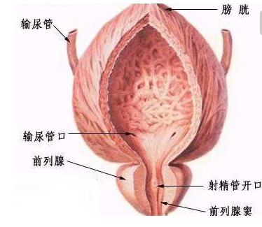 泌尿系统肿瘤