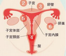 子宫内膜增厚如何保健