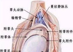 睾丸疼痛的危害