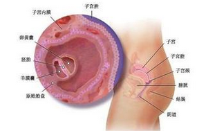 子宫内膜增厚的治疗和预防