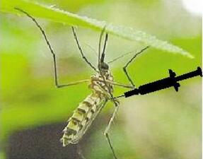 新疫苗或能抵御所有蚊媒疾病