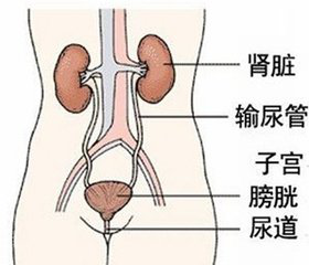 这样的症状是尿路感染还是肾炎