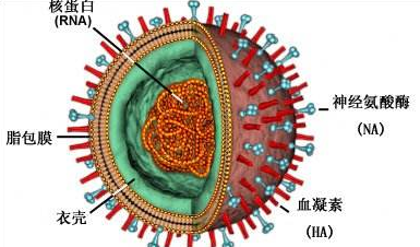 港大发现H7N9病毒基因突变